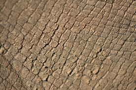 干旱土地