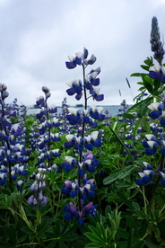 羽扇豆鲁冰花唯美图片