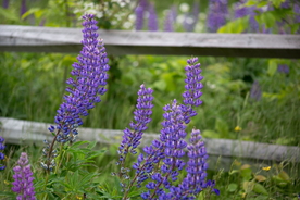 羽扇豆鲁冰花唯美图片