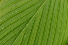 树叶叶子叶片图片