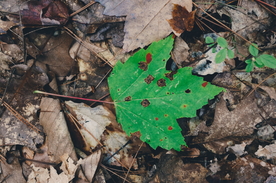 树叶叶子叶片图片