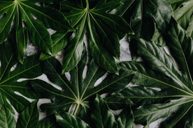 树叶叶子叶片图片