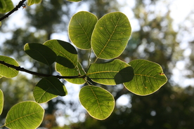 树叶叶子叶片图片