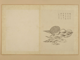 临蒋廷锡花卉花草绘画