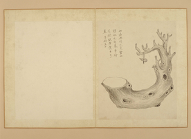 临蒋廷锡花卉花草绘画