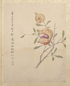 临蒋廷锡花卉花草绘画