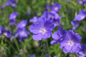 天竺葵唯美图片