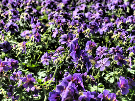 天竺葵唯美图片