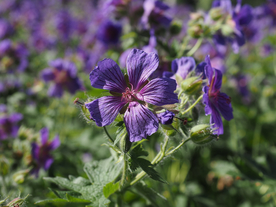 天竺葵唯美图片