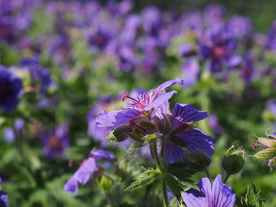 天竺葵唯美图片