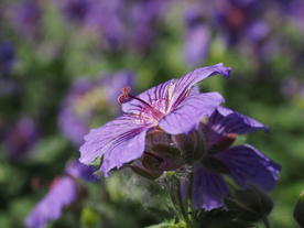 天竺葵唯美图片