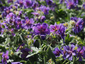 天竺葵唯美图片