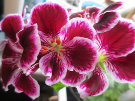 天竺葵唯美图片