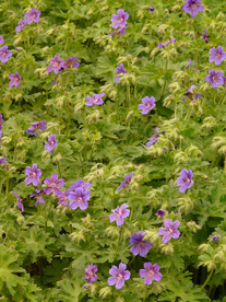 天竺葵唯美图片