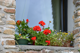 天竺葵唯美图片