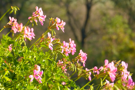 天竺葵唯美图片