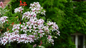 天竺葵唯美图片