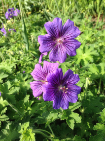 天竺葵唯美图片