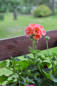 天竺葵唯美图片