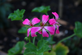 天竺葵唯美图片
