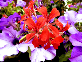 天竺葵唯美图片