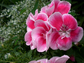 天竺葵唯美图片