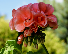 天竺葵唯美图片