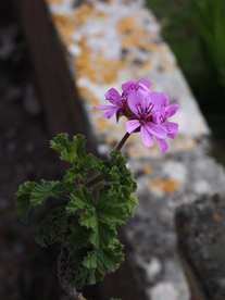 天竺葵唯美图片