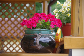 天竺葵唯美图片