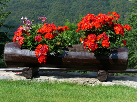 天竺葵唯美图片