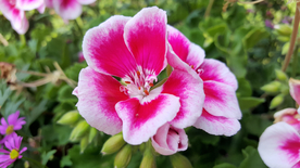 天竺葵唯美图片