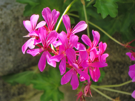 天竺葵唯美图片