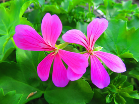 天竺葵唯美图片