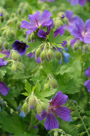 天竺葵唯美图片