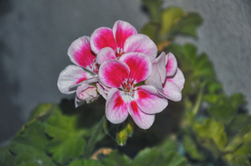 天竺葵唯美图片