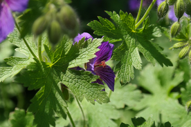天竺葵唯美图片