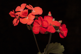 天竺葵唯美图片