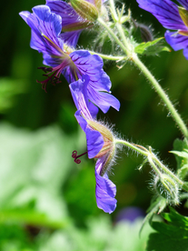 天竺葵唯美图片