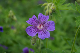天竺葵唯美图片