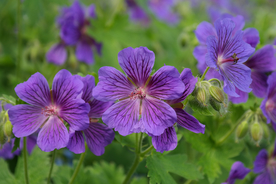 天竺葵唯美图片