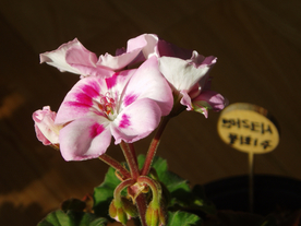 天竺葵唯美图片