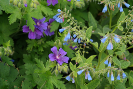 天竺葵唯美图片