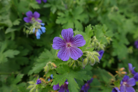 天竺葵唯美图片