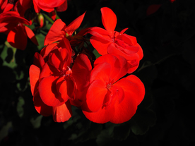 天竺葵唯美图片