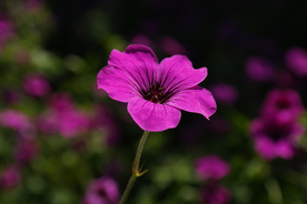 天竺葵唯美图片