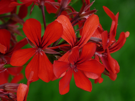 天竺葵唯美图片