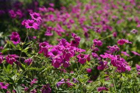 天竺葵唯美图片