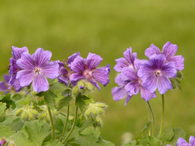 天竺葵唯美图片