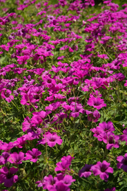 天竺葵唯美图片