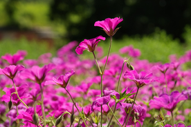 天竺葵唯美图片